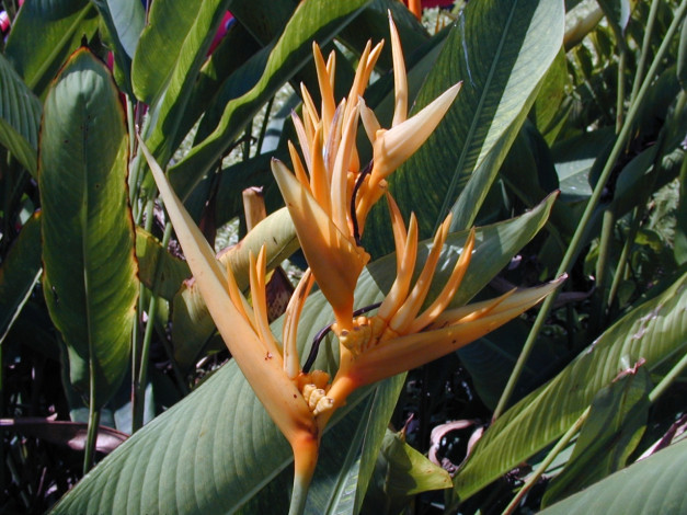 Обои картинки фото цветы, стрелиция, райская, птица