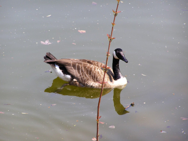 Обои картинки фото животные, гуси