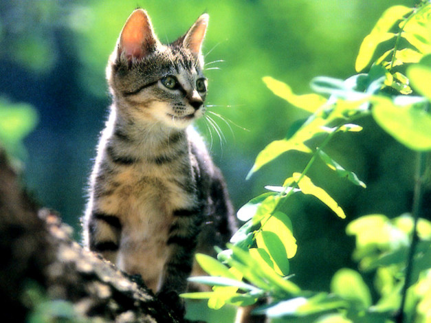 Обои картинки фото животные, коты