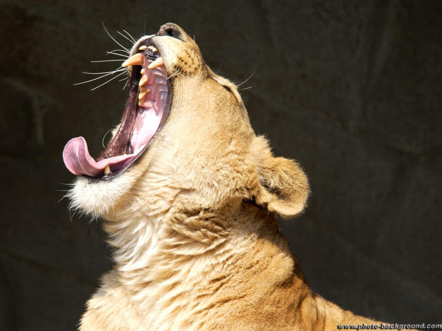 Обои картинки фото животные, львы