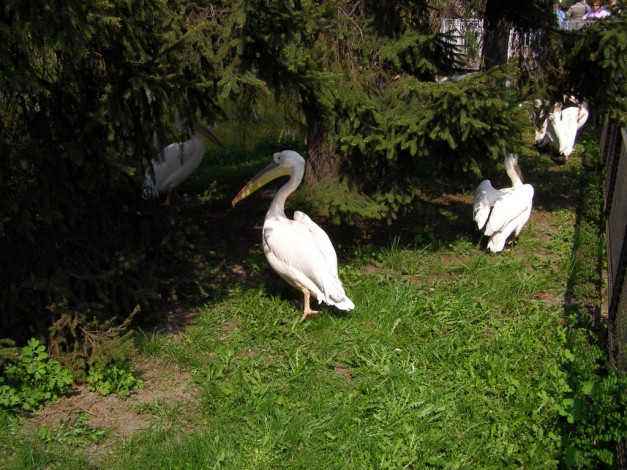 Обои картинки фото животные, пеликаны