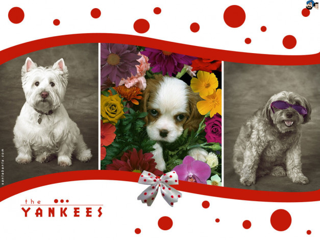 Обои картинки фото животные, собаки