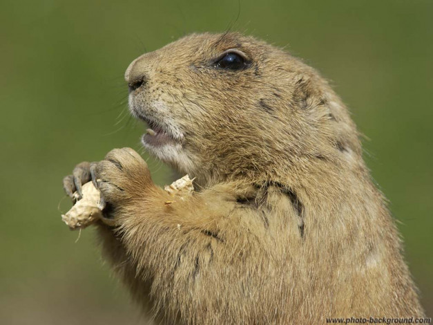 Обои картинки фото животные, суслики, сурки