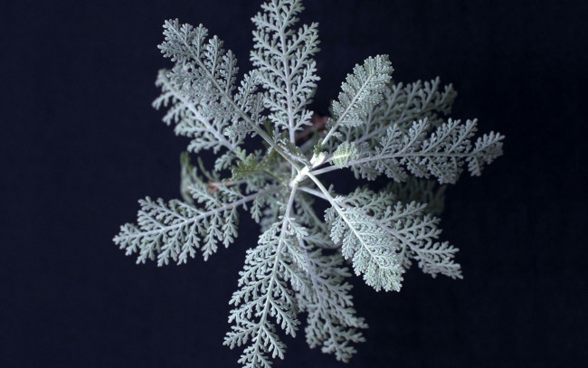 Обои картинки фото цветы