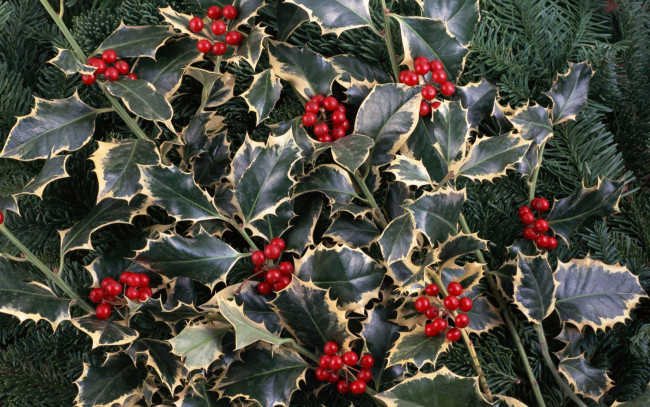 Обои картинки фото природа