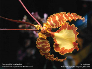 Картинка цветы орхидеи