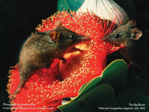 Картинка животные другое