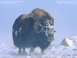 Картинка животные коровы буйволы