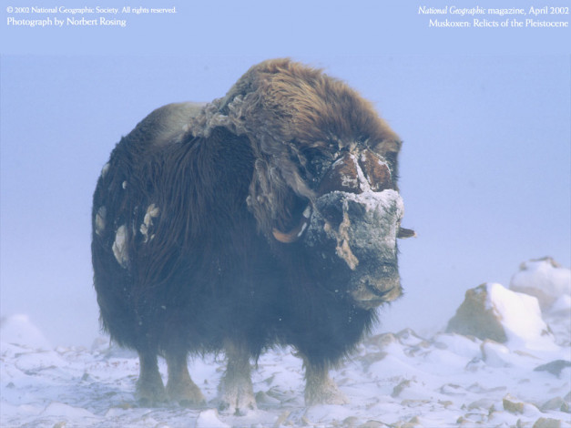 Обои картинки фото животные, коровы, буйволы