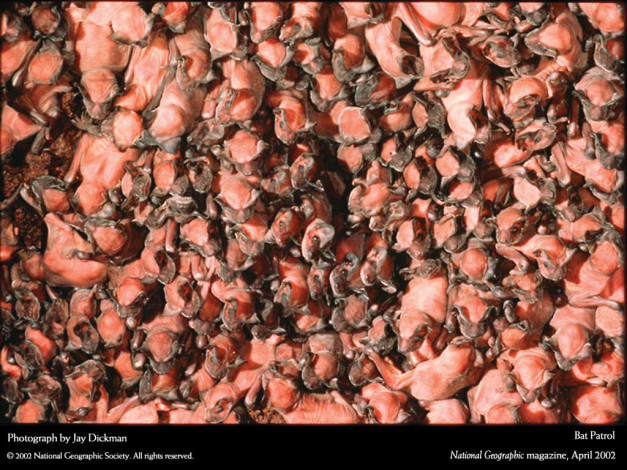 Обои картинки фото животные, летучие, мыши