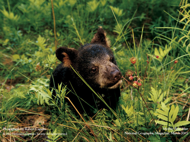 Обои картинки фото животные, медведи