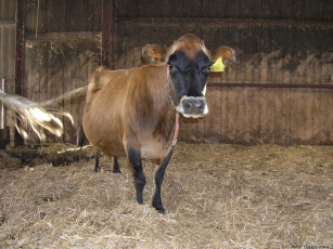 Картинка животные коровы буйволы