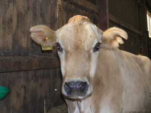 Картинка животные коровы буйволы