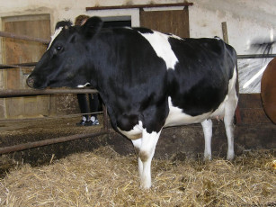 Картинка животные коровы буйволы