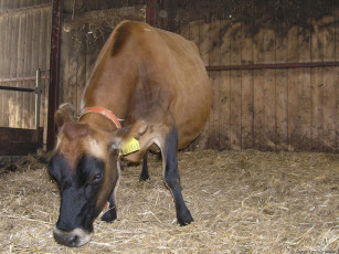 Картинка животные коровы буйволы