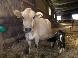 Картинка животные коровы буйволы