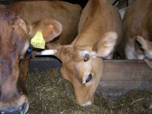 Картинка животные коровы буйволы