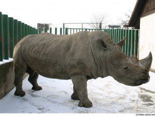 Картинка животные носороги