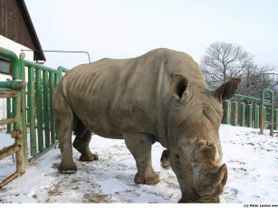 Картинка животные носороги