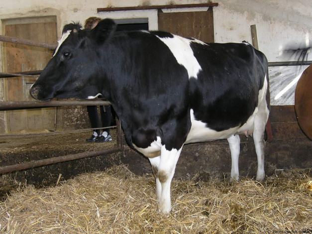 Обои картинки фото животные, коровы, буйволы