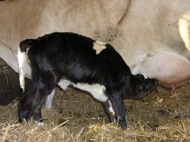 Обои картинки фото животные, коровы, буйволы