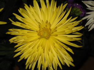 Картинка цветы хризантемы