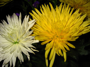 Картинка цветы хризантемы