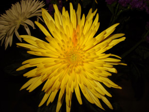 Картинка цветы хризантемы