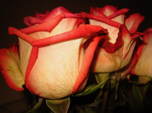 Картинка цветы розы