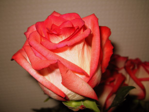 обоя цветы, розы