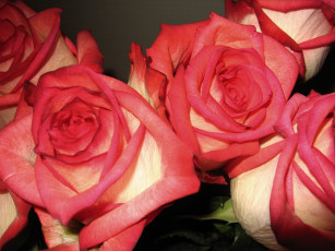 обоя цветы, розы