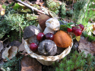 Картинка еда грибы грибные блюда