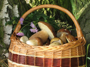 Картинка еда грибы грибные блюда