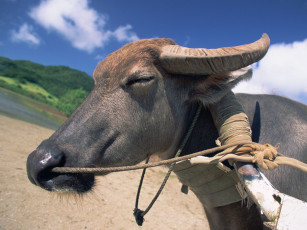 Картинка животные коровы буйволы