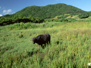 Картинка животные коровы буйволы