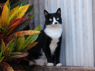 Картинка животные коты