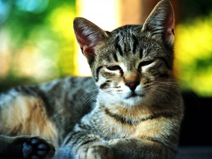 Картинка животные коты