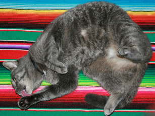 Картинка животные коты