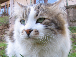 Картинка животные коты