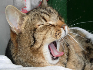 Картинка животные коты