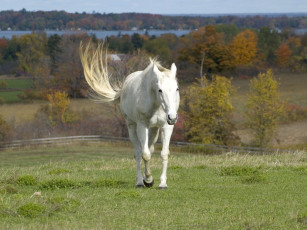 Картинка животные лошади