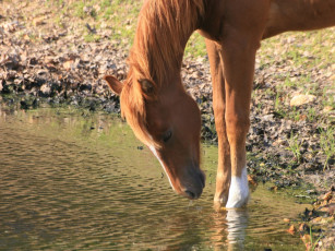 Картинка животные лошади