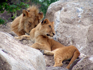 Картинка животные львы