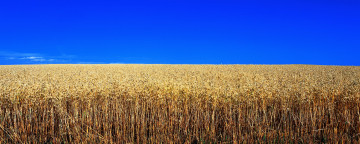 Картинка природа