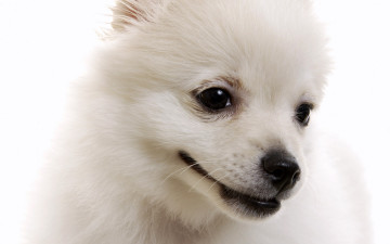 Картинка животные собаки