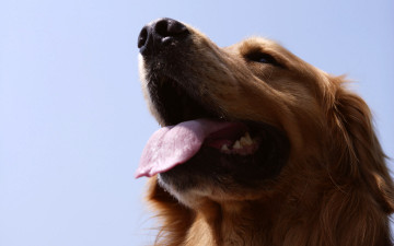 Картинка животные собаки