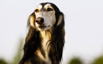 Картинка животные собаки