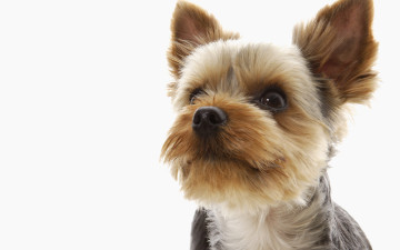 Картинка животные собаки