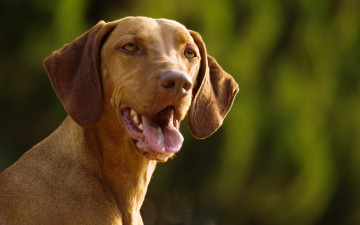 Картинка животные собаки