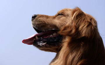 Картинка животные собаки